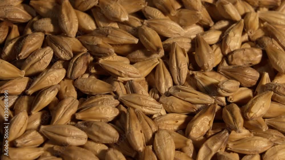 Malt seeds for making beer or whiskey. Rotation.