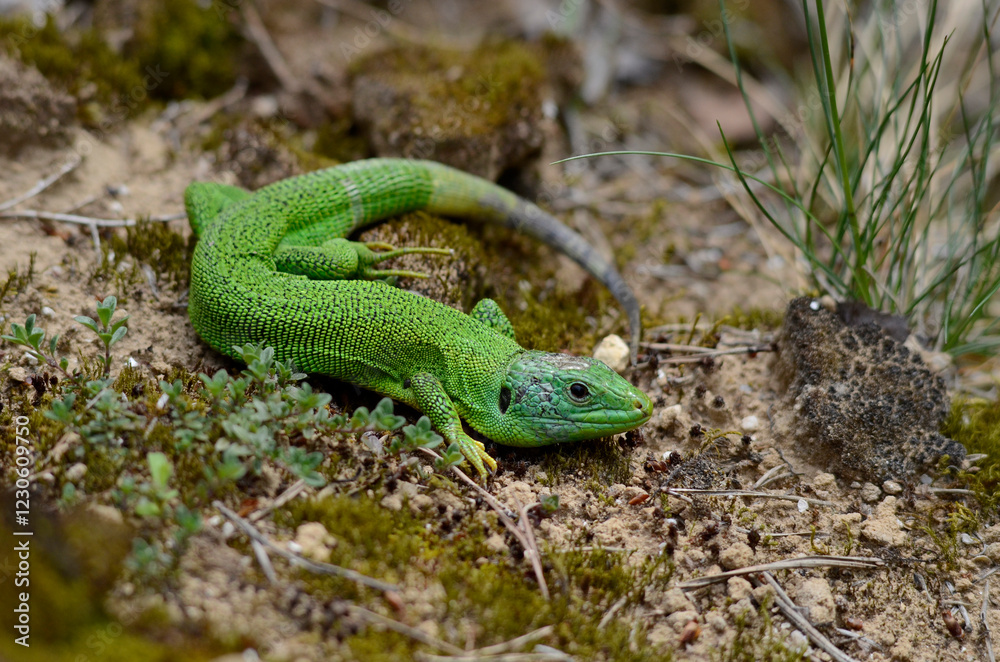 Westliche Smaragdeidechse (Lacerta bilineata) Westliche Smaragdeidechse (Lacerta bilineata)