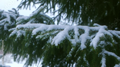 Snow gently accumulating on dark green fir tree branch, revealing delicate winter scene with pristine white powder highlighting evergreen needles against tranquil forest background
