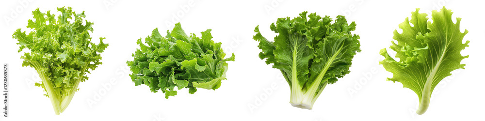 Fresh endive isolated on transparent background, PNG, set of Fresh endive isolated on transparent background, PNG, set of