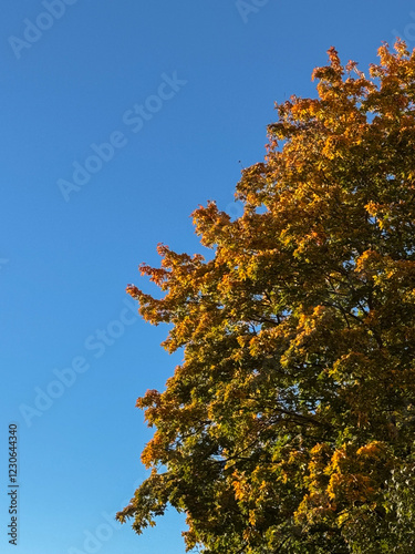 Autumn tree with a blue sky