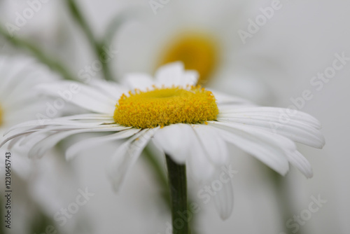 Wallpaper Mural Smoke soft focus chamomile daisy flower. Macro Nature blur beige gray neutral background. Torontodigital.ca