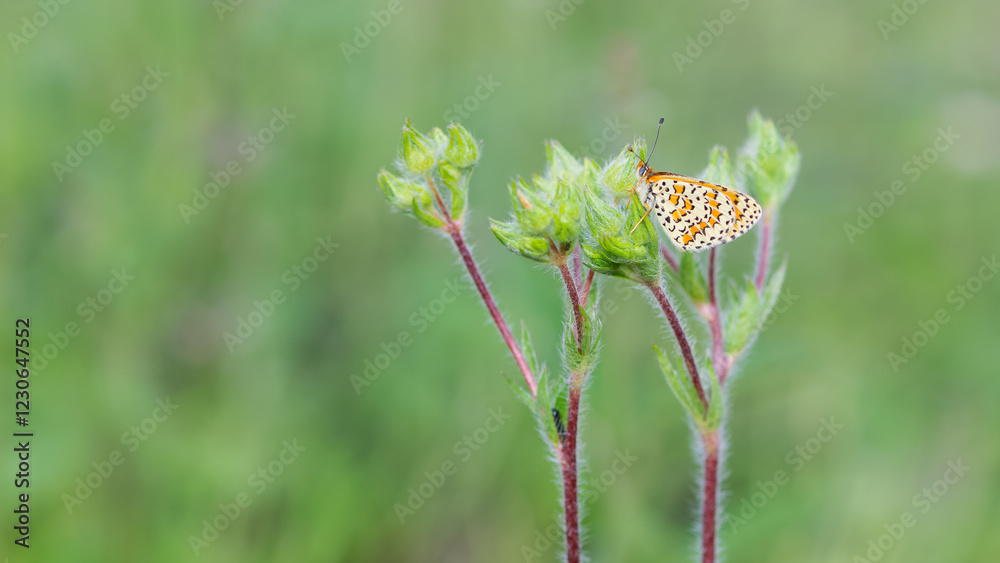 wildlife photos. photos of butterflies in natural areas. wildlife photos. photos of butterflies in natural areas.