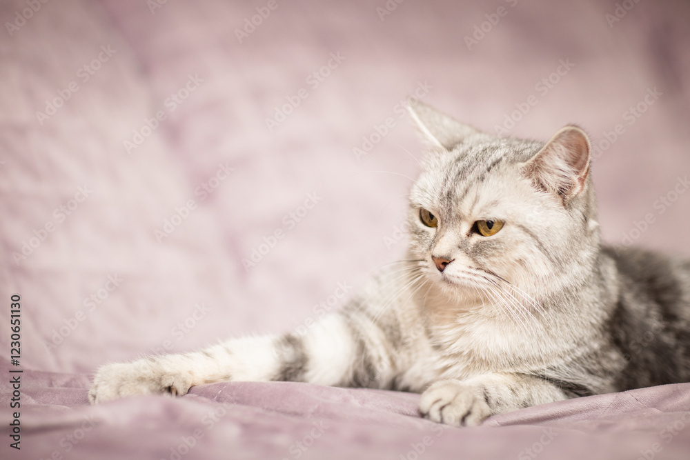 beautiful, gray british cat lies on the sofa in a home environment. beautiful, gray british cat lies on the sofa in a home environment.