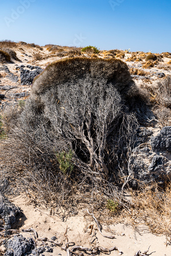 Detail of Mediterranean thyme growing on a coast of Crete island photo