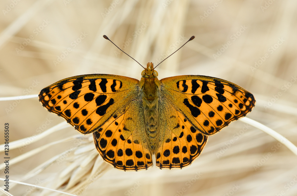 Obraz premium photos of butterflies feeding on flowers