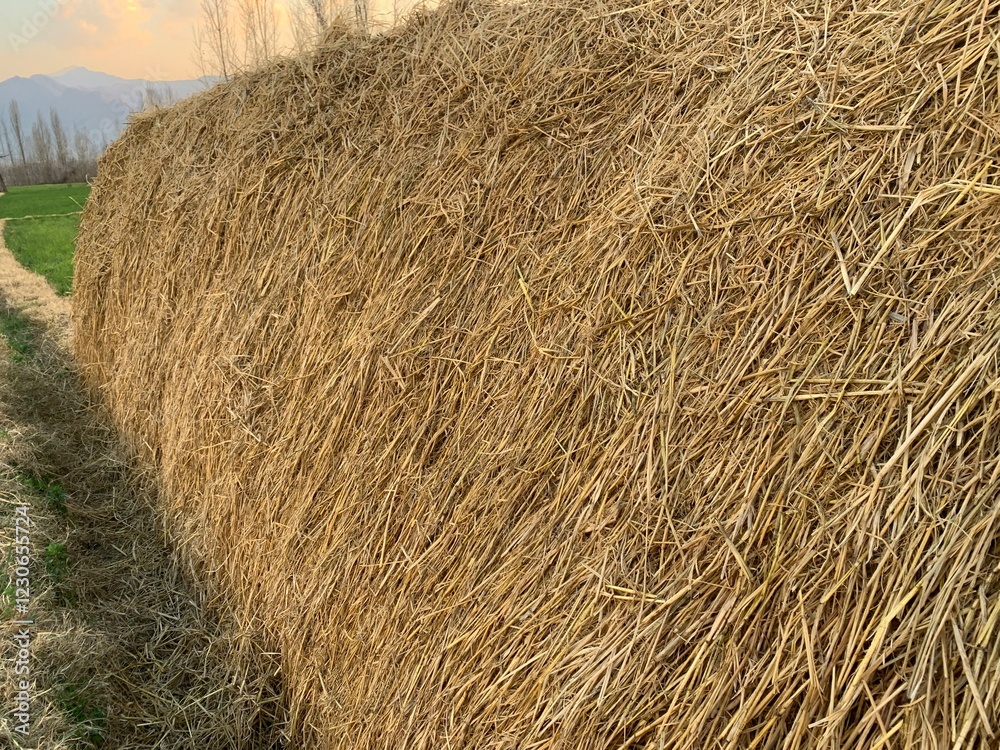 Straw or hay in a grass field. Straw or hay in a grass field.