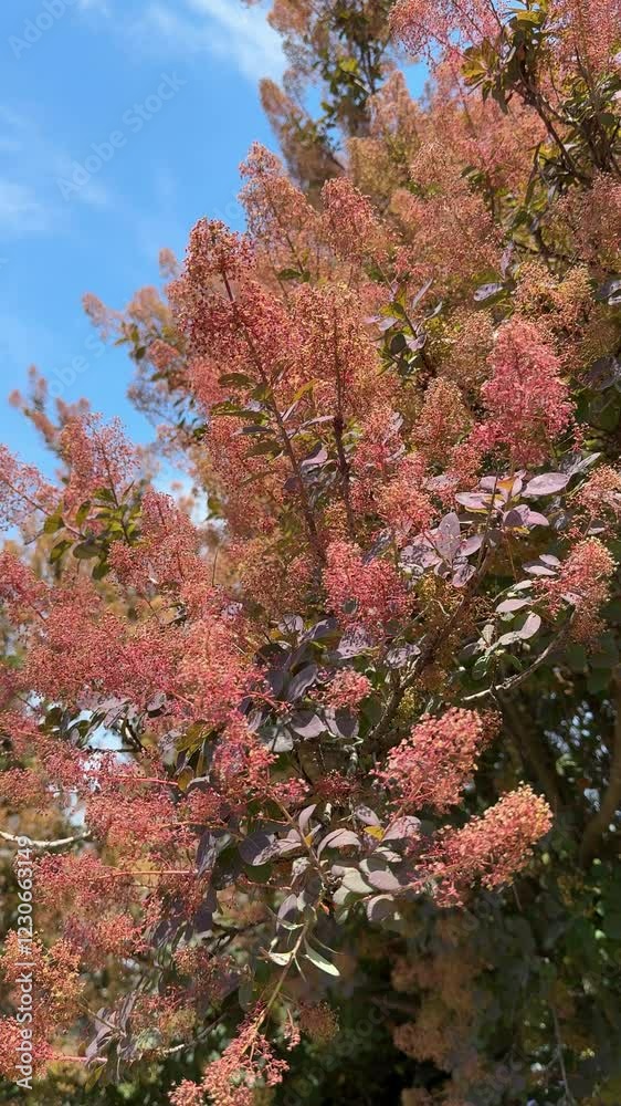 Scumpia coggigria Smoke tree Cotinus fog, vertical video. Scumpia coggigria Smoke tree Cotinus fog, vertical video.
