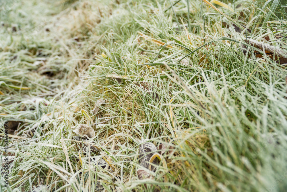 Frosty grass on winter walks with open fields in the background Frosty grass on winter walks with open fields in the background