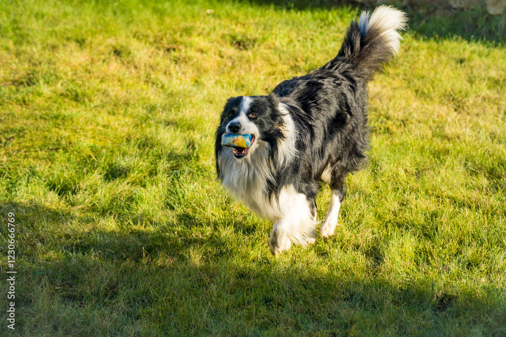 Black and white border collie running across a green lawn with ball in its mouth Black and white border collie running across a green lawn with ball in its mouth