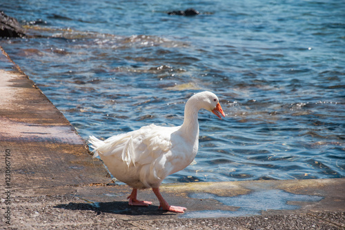 goose on the beach