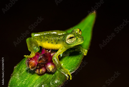 Centrolene prosoblepon, Emerald glass frog or Nicaragua giant glass frog, on blossoming flower photo