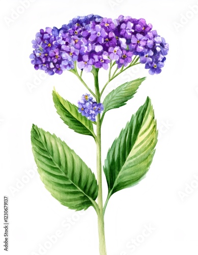 Watercolor painting of a heliotropium plant with purple flowers and green leaves on a white background