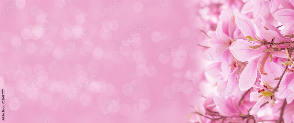 panorama blooming magnolia branches in full bloom, showcasing vibrant colors and delicate petals, capturing essence springtime and beauty of nature, Heavenly Fragrance, Vibrant Floral Background panorama blooming magnolia branches in full bloom, showcasing vibrant colors and delicate petals, capturing essence springtime and beauty of nature, Heavenly Fragrance, Vibrant Floral Background