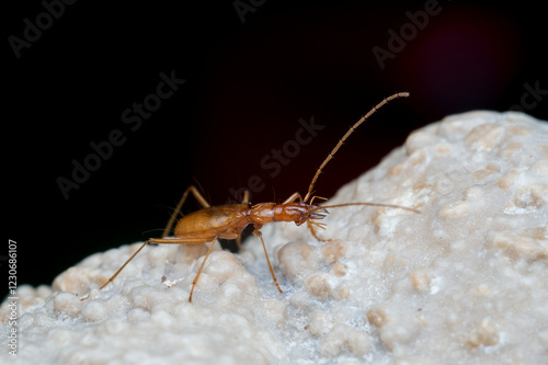 Duvalius ferreresi, a cave beetle from Mallorca
