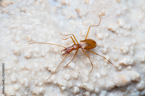Duvalius ferreresi, a cave beetle from Mallorca

