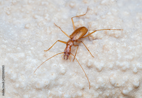 Duvalius ferreresi, a cave beetle from Mallorca
