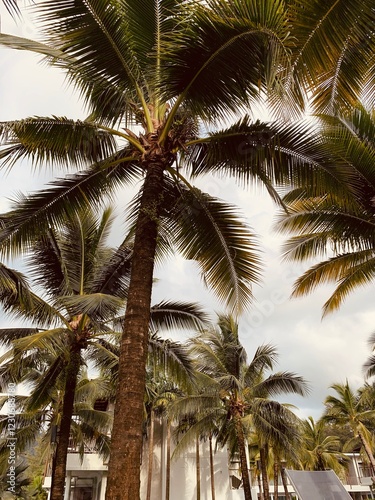 coconut tree