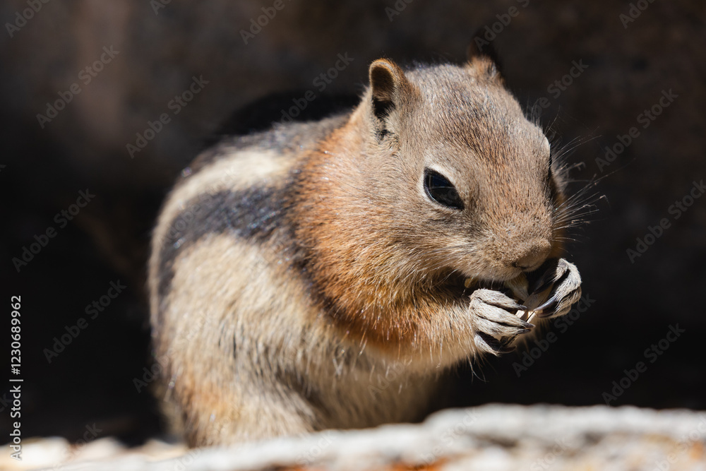 A squirrel chews on food in the mountains. A squirrel chews on food in the mountains.