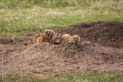 A family of prairie dogs in Wyoming.