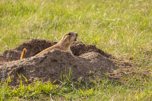 A prairie dog pokes out of a hole, in Wyoming.