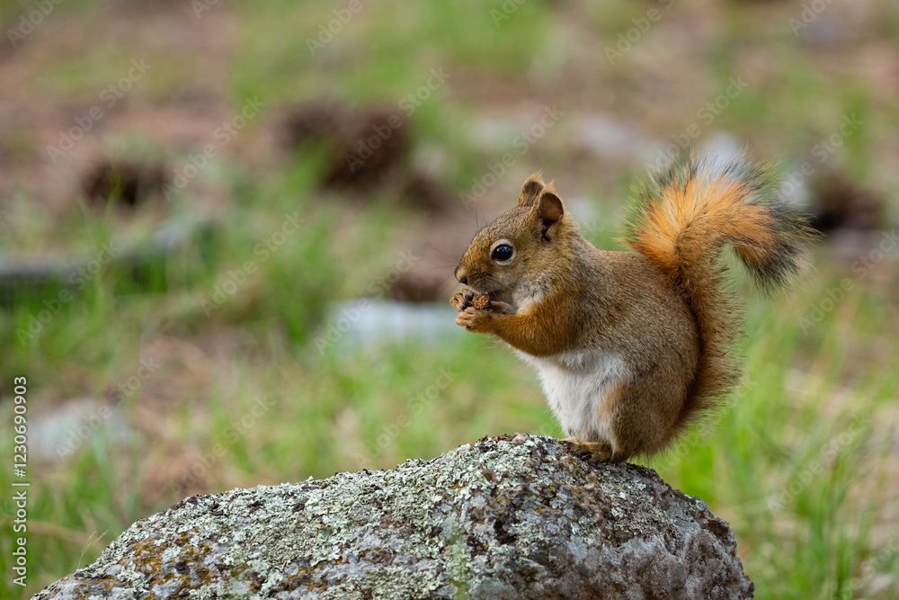 Fototapeta premium A red squirrel in North America.