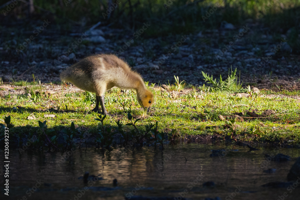 Obraz premium A duckling walks along in the woods.