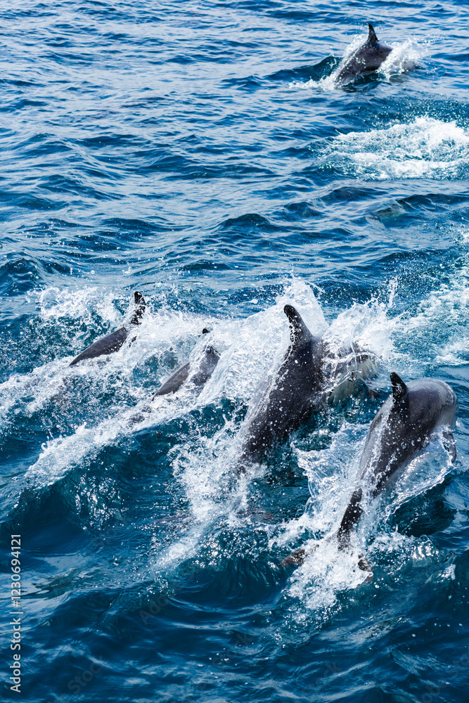 Naklejka premium Dolphins swimming in the Pacific Ocean, off of California. 