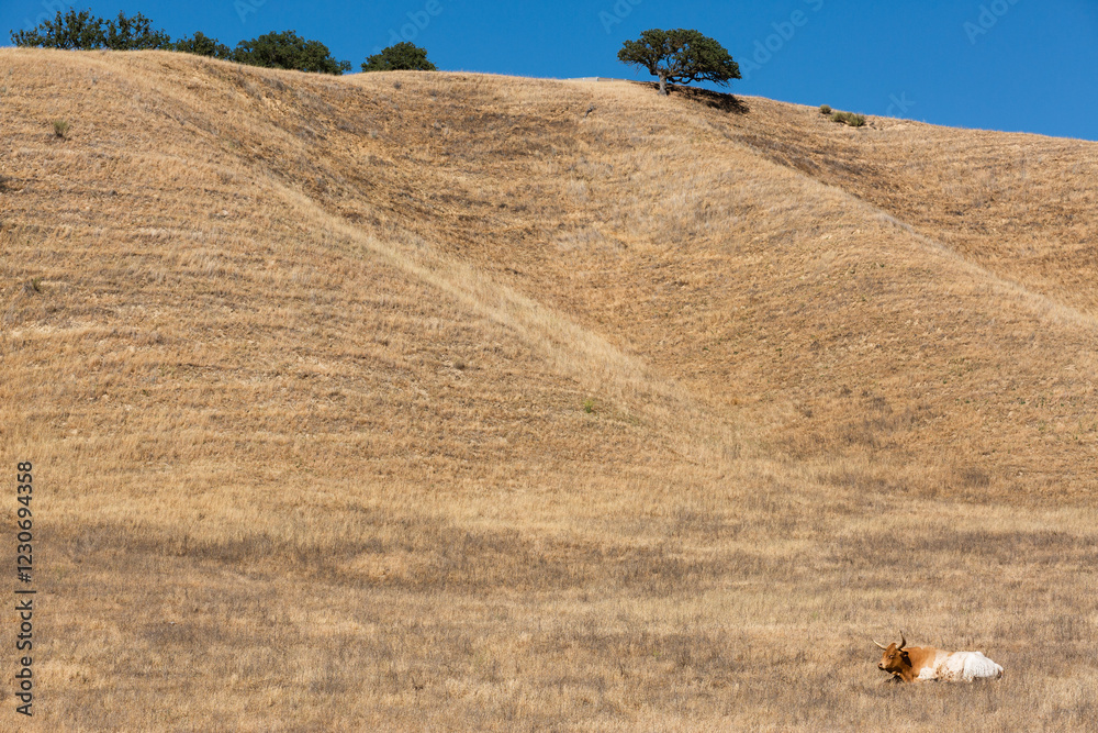 Obraz premium A cow lays in the hills in the west.