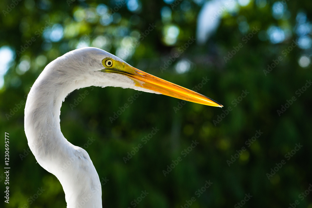 Fototapeta premium A white bird in Florida.