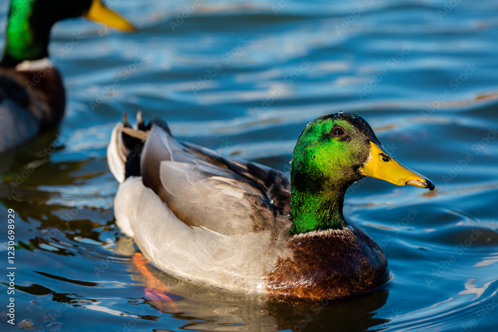 Fototapeta premium A mallard duck swims in a pond.