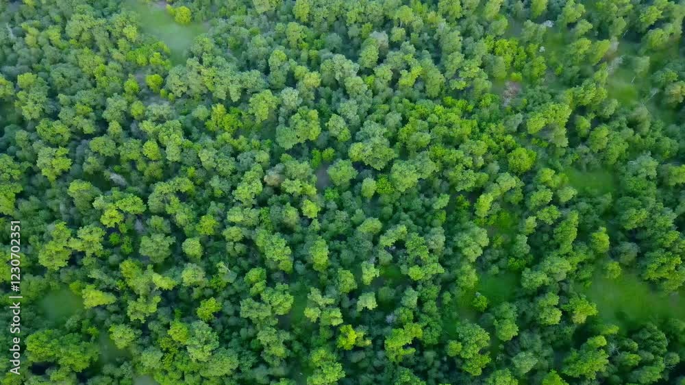 background of green moss background of green moss