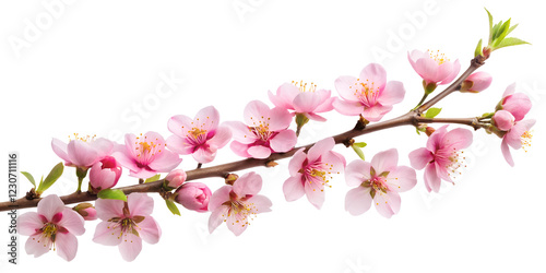 Wallpaper Mural blossoming cherry branch, cut out on the white background, soft focus Torontodigital.ca