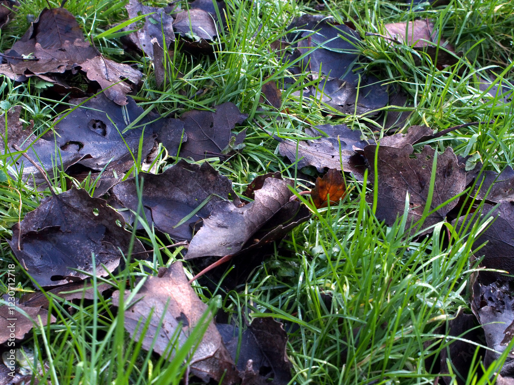 Obraz premium Fallen populus leaves on wet grass (poa annua L.) with water droplets in Bonn, Germany. Concept: nature, conservation, green, fresh, natural