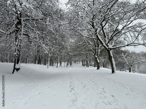 Snow blankets the ground and trees in a serene winter landscape. A path stretches into the distance, lined by leafless trees covered in a thick layer of snow in, Lister Park, Bradford, UK photo