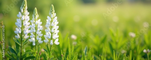 White lupine flowers amidst a field of tall grasses, wildflowers, nature