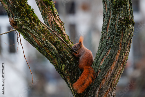 niedliches kleines Eichhörnchen klettert im Winter durch eine Robinie, rotbraunes Hörnchen in der Stadt, Eichhörnchen mit Buschigem Schwanz