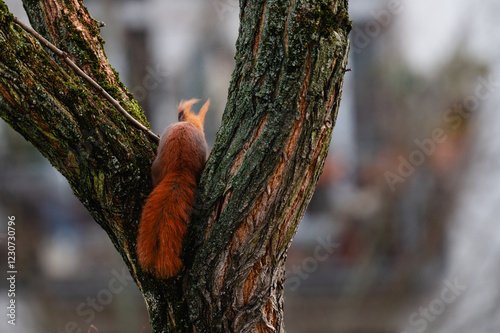 niedliches kleines Eichhörnchen klettert im Winter durch eine Robinie, rotbraunes Hörnchen in der Stadt, Eichhörnchen mit Buschigem Schwanz