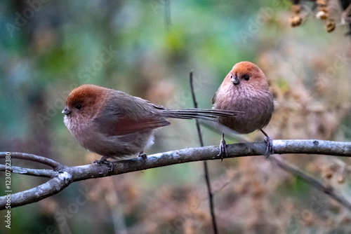 Vinous-throated parrotbill photo