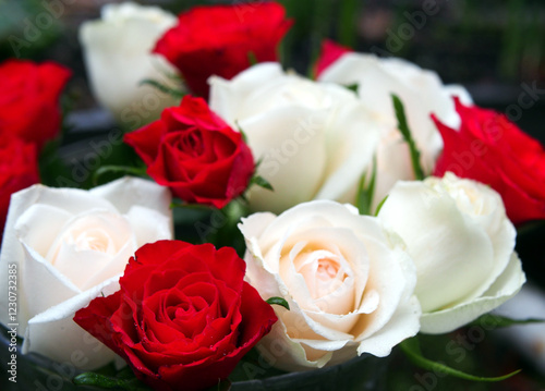 Red and white moss roses (Rosa × centifolia ‚Muscosa’) in a glass vase. Concept: romance, valentine’s day, gift, anniversary, celebration, congratulation, photo