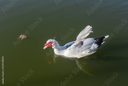 The female Muscovy duck (Cairina moschata) close-up photo