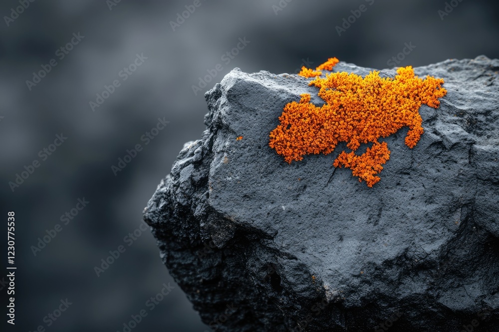 Fototapeta premium Vibrant orange lichen blossoms contrast against a dark, rough rock surface, creating a striking natural scene.