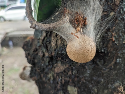 kepel tree bark with fruits photo