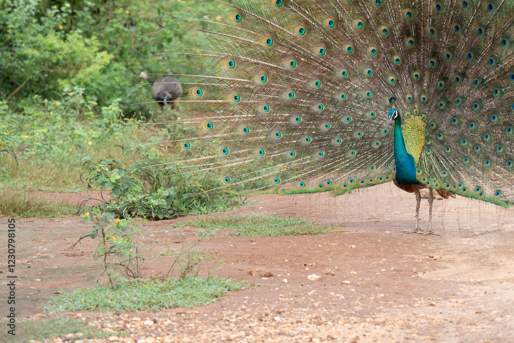 Obraz premium A beautiful peafowl in a park with trees in the background