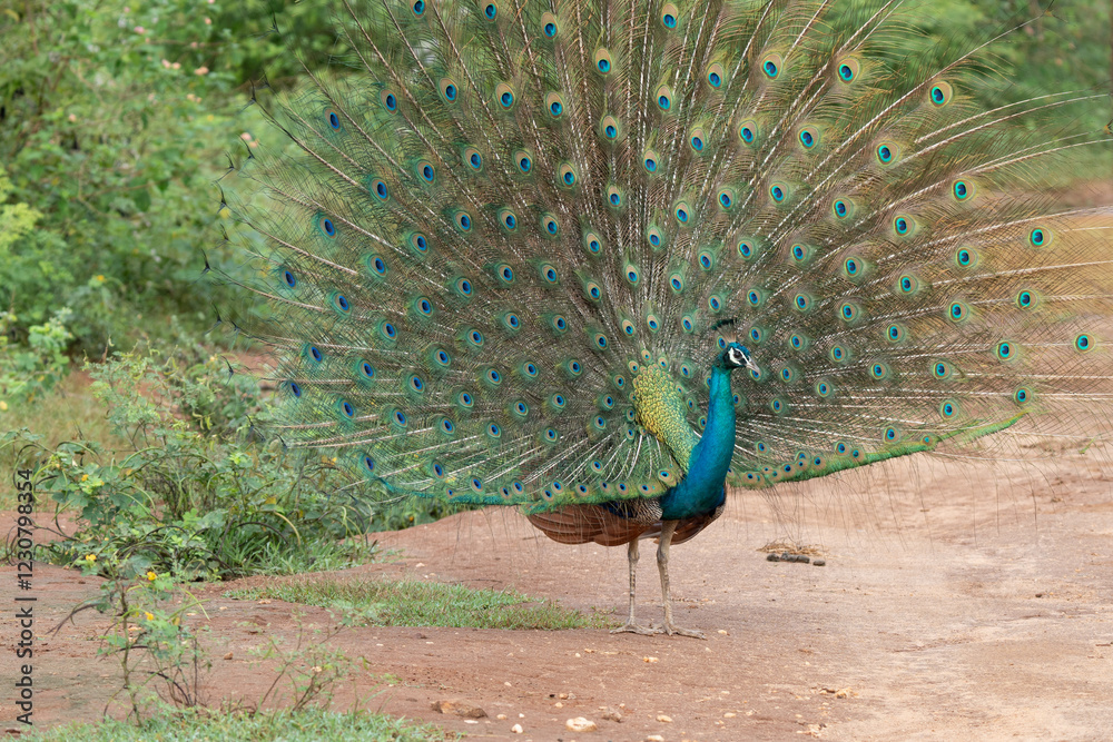 Obraz premium A beautiful peafowl in a park with trees in the background