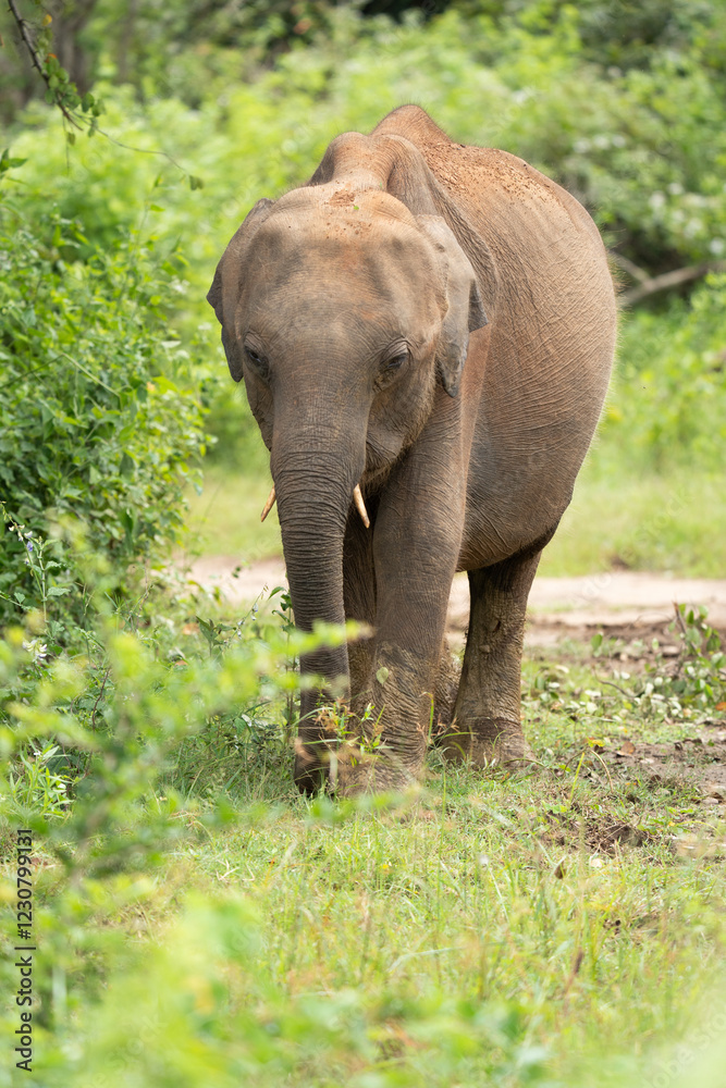 Fototapeta premium Wild elephant sri lanka yala