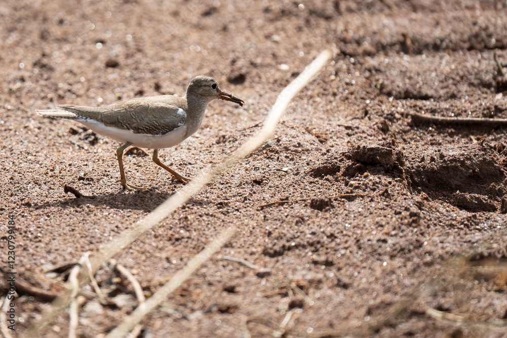 Common sandpiper  feeding on the ground in nature