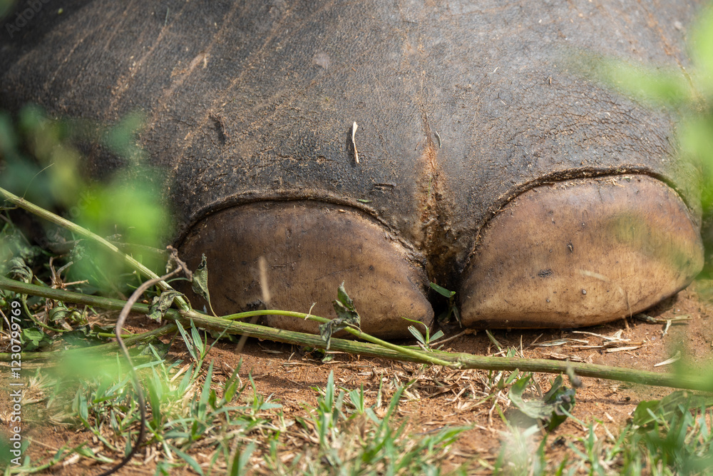 Asian elephant foot in Khaolak national park. Asian elephant foot in Khaolak national park.