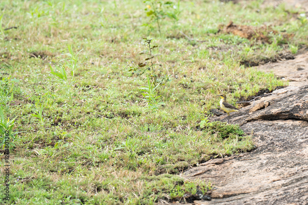 Western yellow wagtail on grass, Western yellow wagtail on grass,