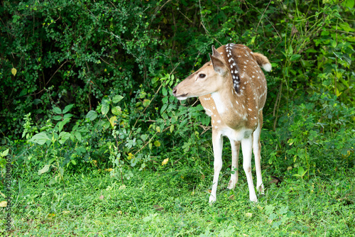 deer laying and relaxing after grass grazing at green field